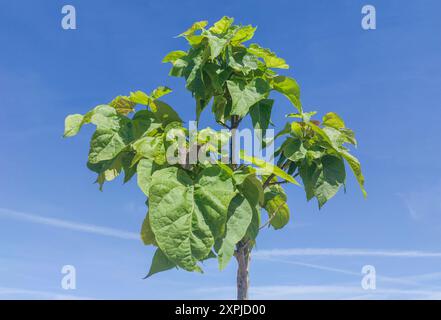 Young catalpa tree or catawa. Hghly appreciated specie for its ability to provide shade Stock Photo