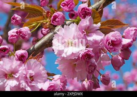 Blossom branch of a Japanese ornamental cherry Stock Photo