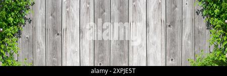Wooden wall with climbing plants in banner format Stock Photo