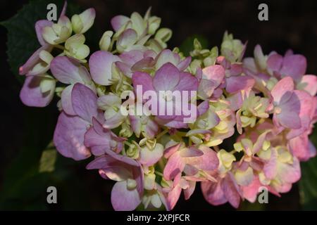 Endless Summer Hydrangea Stock Photo