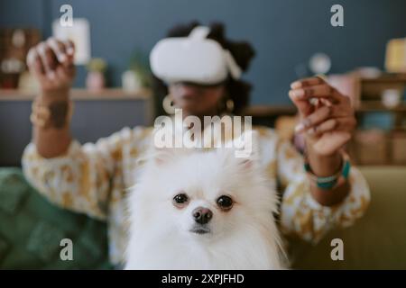 Experiencing Virtual Reality with Small White Dog at Home Stock Photo