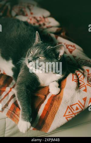 A beautiful grey domestic cat is lazily lying on a soft red-orange blanket on the bed, enjoying the comfort of home. Stock Photo