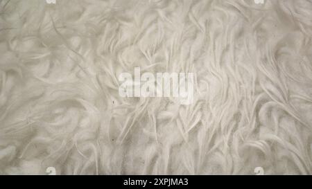 Defocused images for abstrack background, curly and soft animal fur Stock Photo