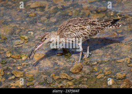 Eurasian Whimbrel (Numenius phaeopus) with captured crab in its beak Stock Photo