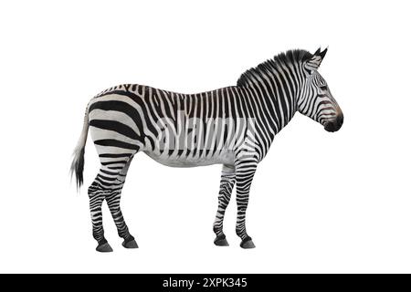Zebra animal isolated on white background Stock Photo