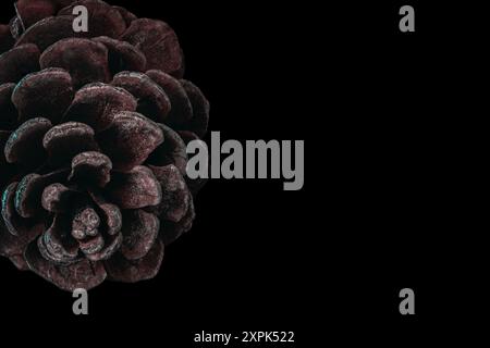 Macro photo of a dry pine cone on a black background with room for copy. Stock Photo