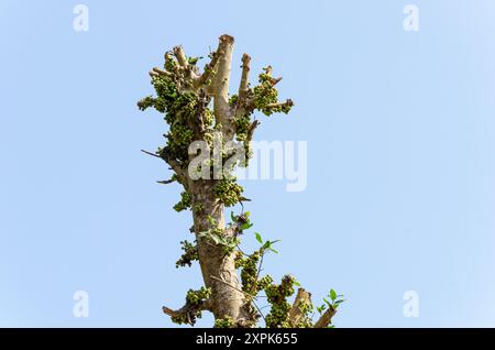 Natural wild figs on a tree Stock Photo