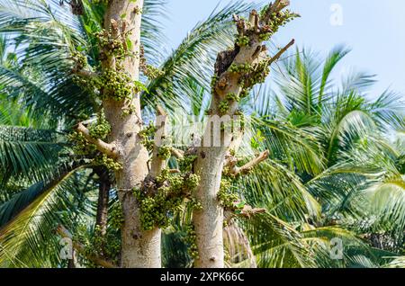 Natural wild figs on a tree Stock Photo