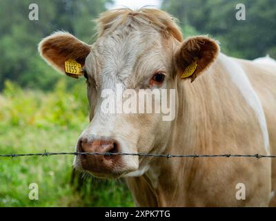 Gortin, Ireland. 30th June, 2024. A cow is seen looking straight at the camera. The Ireland Way is a trail that joins the 'Beara-Breifne Way' that starts in Cork, in the Republic of Ireland, and links to the 'Ulster Way', which covers Northern Ireland. (Photo by Ana Fernandez/SOPA Images/Sipa USA) Credit: Sipa USA/Alamy Live News Stock Photo