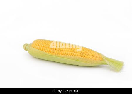 Fresh corn isolated on white background. Stock Photo