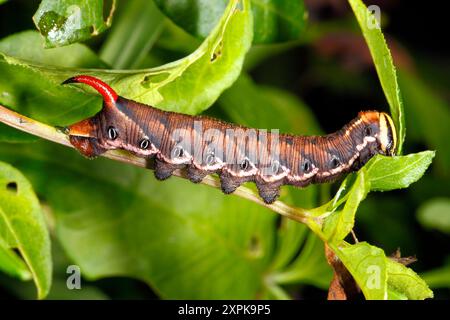 Convolvulus Hawk Moth caterpillar, Agrius convolvuli. Coffs Harbour, NSW, Australia Stock Photo