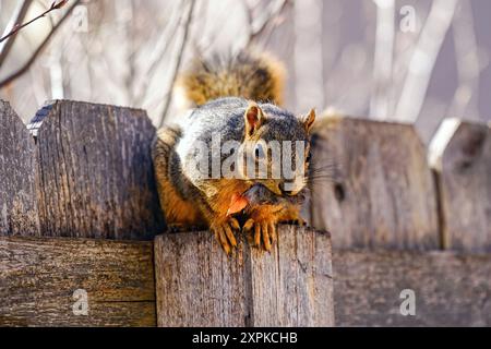 A squirrel carrying nesting material in its mouth on the way to its nest pauses on a fence post. Close up view. Stock Photo