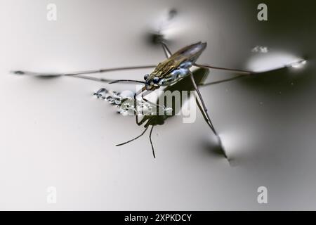 Common Water Strider Using Surface Tension to Walk on Water Stock Photo