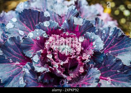 close-up of brassica oleracea, ornamental cabbage with dew drops Stock Photo