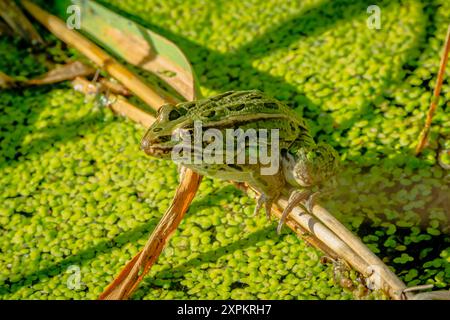 Northern Leopard Frog (Lithobates pipiens) resting on cattail stalk over green duckweed, Castle Rock Colorado USA. Photo taken in September. Stock Photo