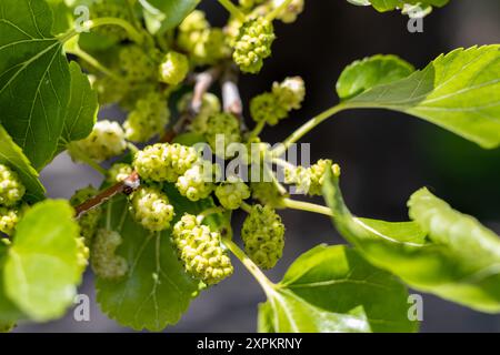 Unripe Mulberries on Branch, environment, ecology, biology, Stock Photo