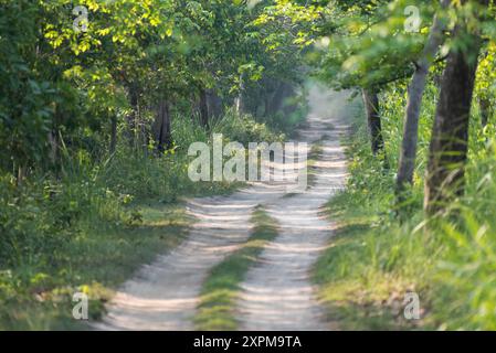 A sunny afternoon scene deep inside the forest. Stock Photo