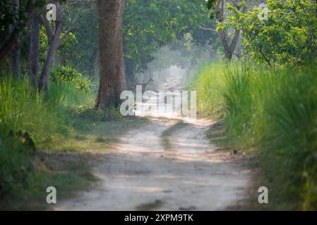 A sunny afternoon scene deep inside the forest. Stock Photo