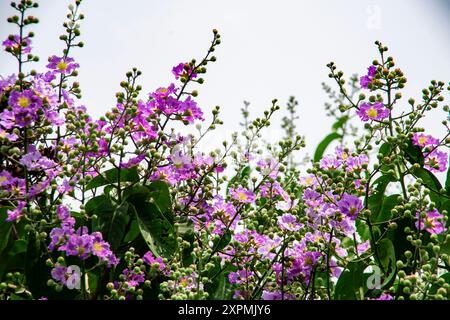 Lagerstroemia speciosa   Queens Crape myrtle Ahmed Opu   Jarul ful Stock Photo