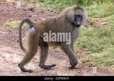 Olive aka Anubis baboon, alpha male, Papio anubis, Manyara National Park, Tanzania Stock Photo