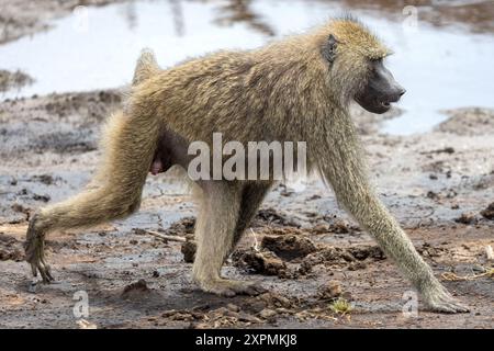 Olive aka Anubis baboon, mother & baby, Papio anubis, Manyara National Park, Tanzania Stock Photo