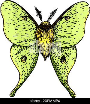 metamorphosis night moth sketch hand drawn vector Stock Vector Image ...