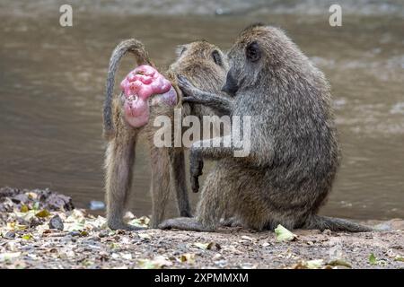 Olive Baboons, female in heat with alpha male grooming, aka Anubis baboon, Papio anubis, Manyara National Park, Tanzania Stock Photo