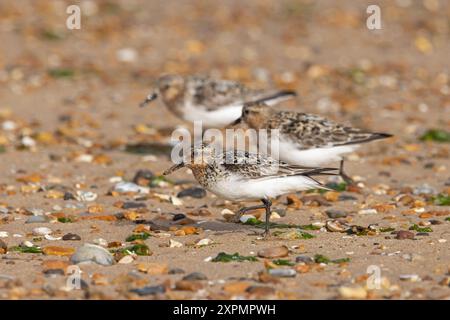 Sanderling (Calidris alba) running on beach Norfolk July 2024 Stock Photo