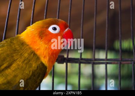 cute love bird with Nice color Stock Photo