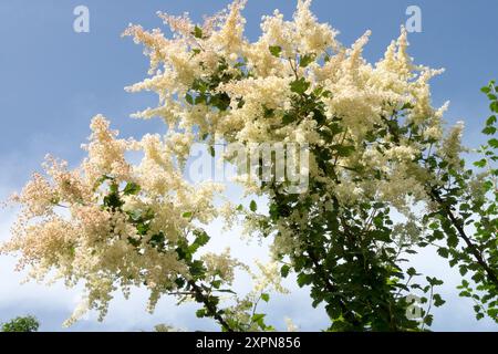 White shrub flowers Ocean Spray Holodiscus discolor Stock Photo