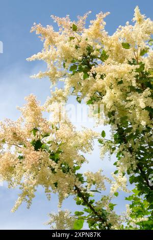 White flowering shrub in Early Summer June Oceanspray Holodiscus discolor Stock Photo