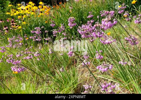 Nodding Onion flowering Allium cernuum Stock Photo