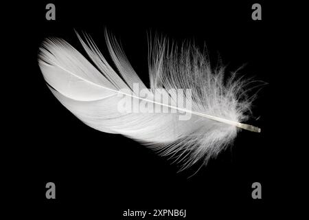 white duck feathers isolated on black background Stock Photo