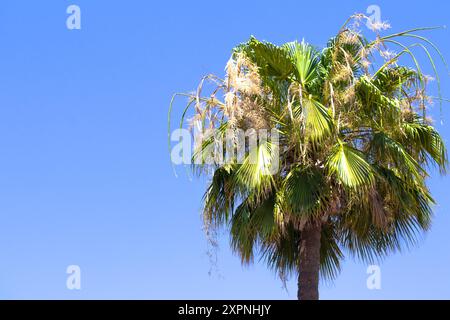 Palm tree on blue sky background. Tropical and exotic island metaphorical meaning. Summer vibes. Palm tree in negative space. Copy space, blank, empty Stock Photo