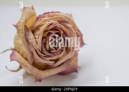 Dried rose on light background. Stock Photo