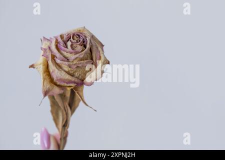 Dried rose on light background. Stock Photo