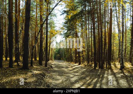 Shadows from the trees and sunlight fall on the path in the autumn forest Stock Photo