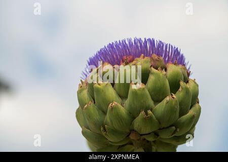 A Globe artichoke, Cynara scolymus, flowering with its vibrant purple spiked petal flowers Stock Photo