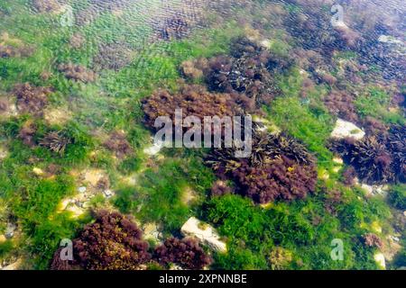 Macroalgae, Seaweed  underwater in Swanage Bay, Dorset, UK Stock Photo