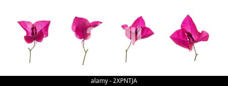 Set of Bougainvilleas flower isolated on white background. Stock Photo