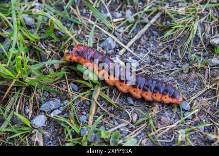 The big red catterpillar of Goat Moth (Cossus cossus) crawling on grass ground Stock Photo