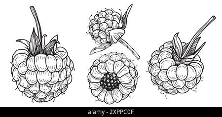 Vector Raspberry or blackberris outline Icon Design. Hand drawn sketch berries in linear drawing style. Scary insect. Graphic design element. Black Stock Vector