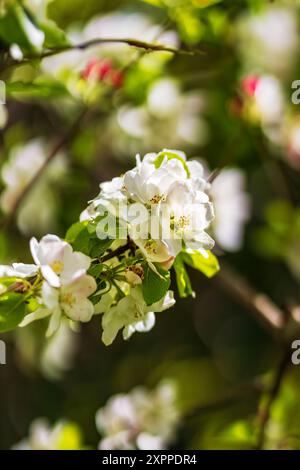 Apple blossoms in spring light, Bavaria, Germany, Europe Stock Photo