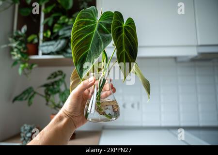 Hand holds glass jar with sprouts of Philodendron melanochrysum cuttings with roots. Plant propagate Stock Photo