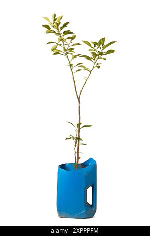 lime plant grown in discarded motor oil can isolated white background, container gardening and creative recycle concept, turning waste into productive Stock Photo