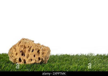Single Exfoliating Sponge on Grass Stock Photo