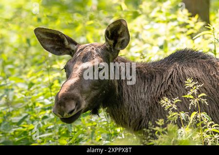 Moose In The Forest Stock Photo