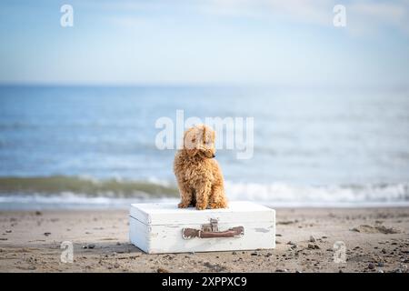 Miniature poodle sitting on a nostalgic suitcase by the sea Stock Photo