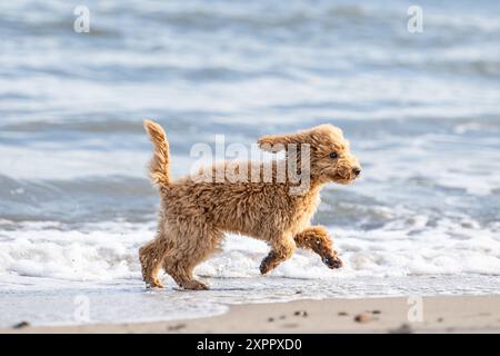 Miniature poodle by the sea Stock Photo