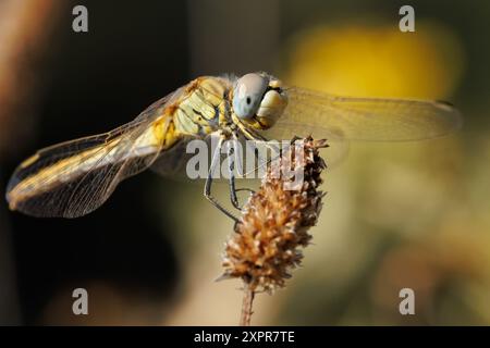 Close-up of a dragonfly Sympetrum fonscolombii perched on a dry weed twig, Bocairente, Spain Stock Photo